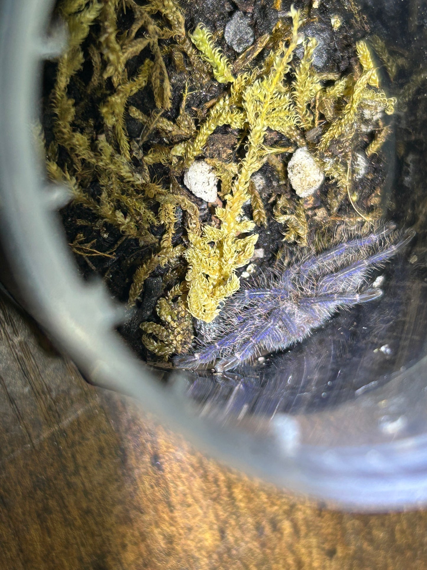 Poecilotheria Metallica (Gooty Sapphire Ornamental) 1.25"