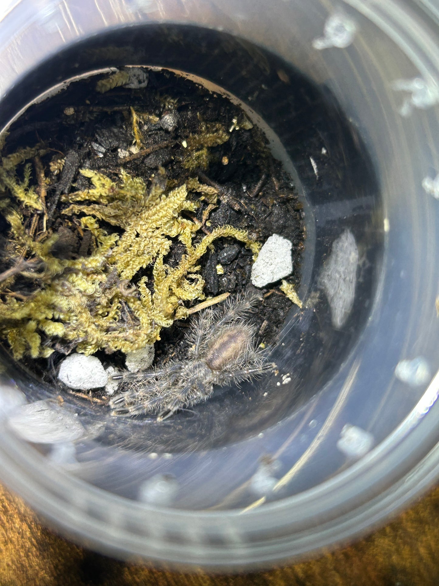 Poecilotheria Formosa (Salem Ornamental) 1.25"