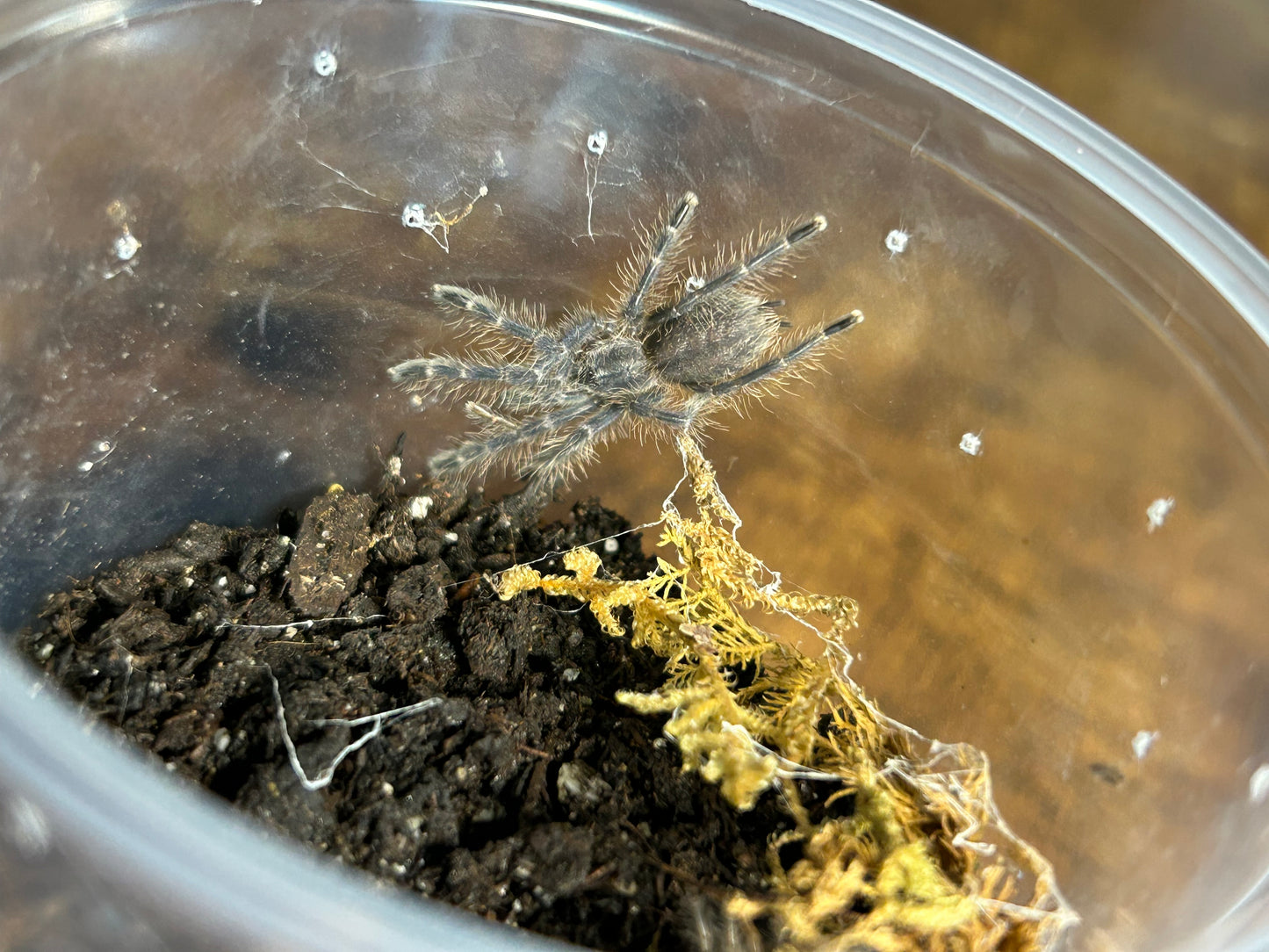 Poecilotheria Metallica (Gooty Sapphire Ornamental) 1"