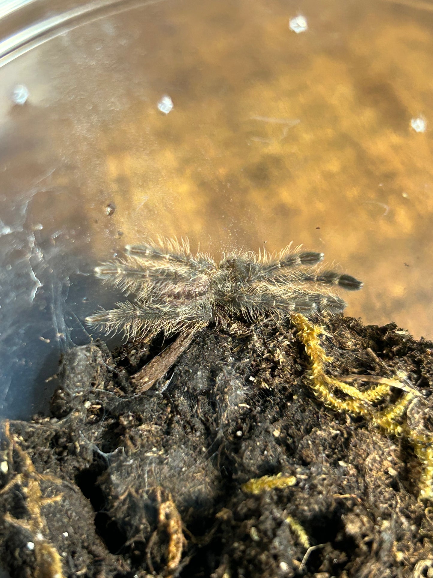Poecilotheria Rufilata (Red Slate Ornamental) 1"