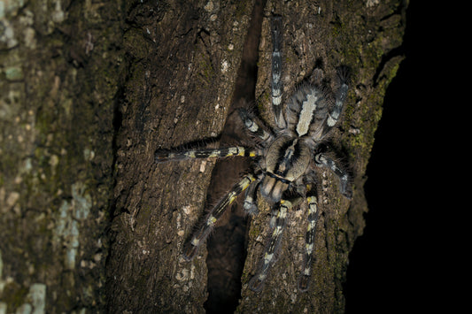 Natural History of Poecilotheria regalis