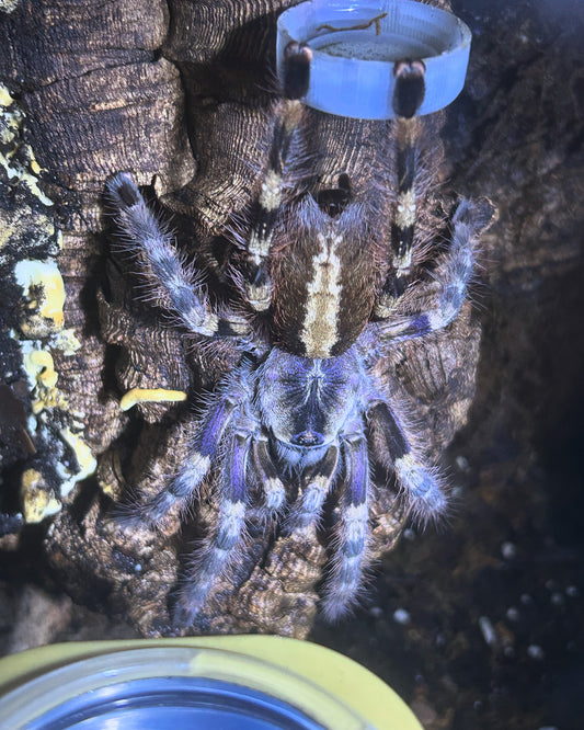 Poecilotheria Formosa	(Salem Ornamental) 1.25"