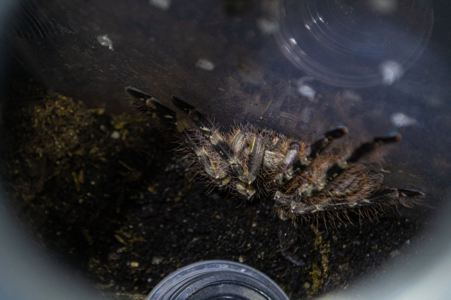 Poecilotheria striata (Mysore ornamental tarantula) MALE 3.25"