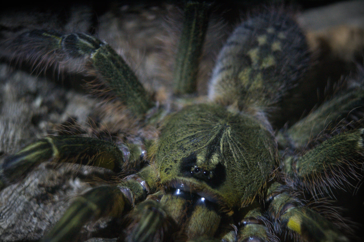 Poecilotheria Rufilata (Red Slate Ornamental) 1"