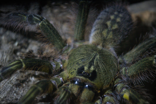 Poecilotheria Rufilata (Red Slate Ornamental) 1"