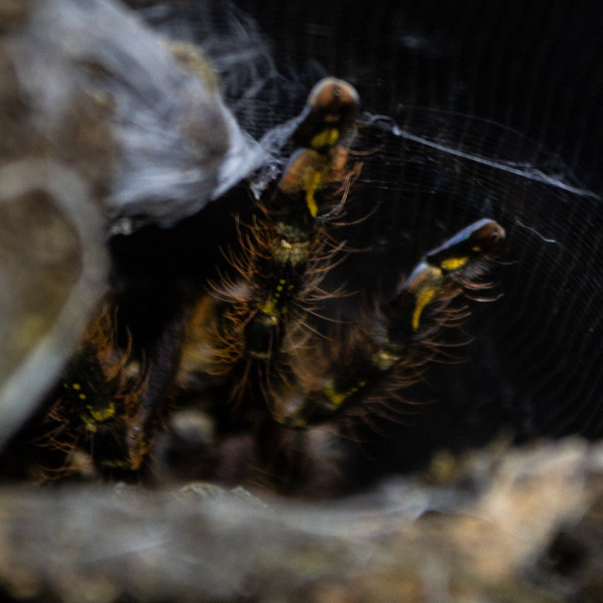 Poecilotheria aff. subfusca 'highland' (highland ivory ornamental tarantula) FEMLAE 3.5" TX SALES ONLY