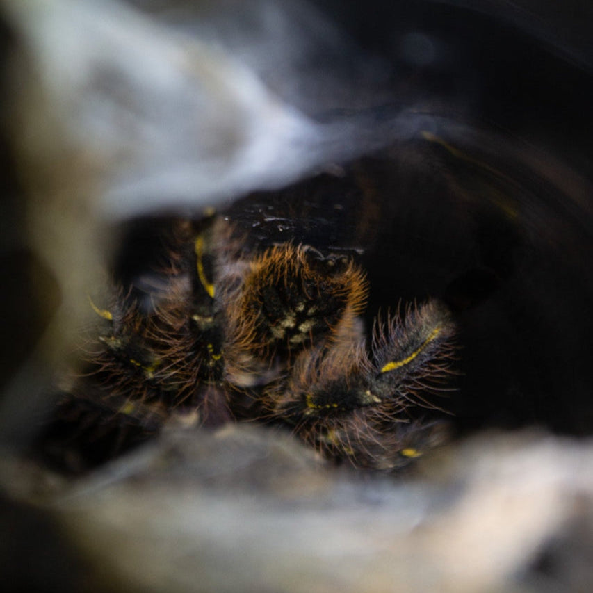 Poecilotheria aff. subfusca 'highland' (highland ivory ornamental tarantula) FEMLAE 3.5" TX SALES ONLY