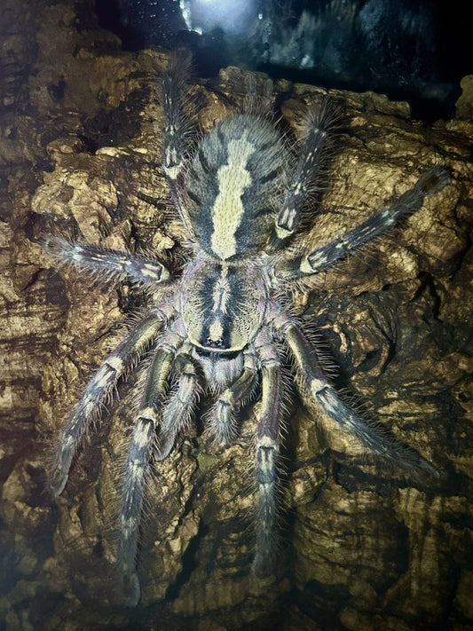 Poecilotheria Ornata (Fringed Ornamental) *Texas Only* 1"