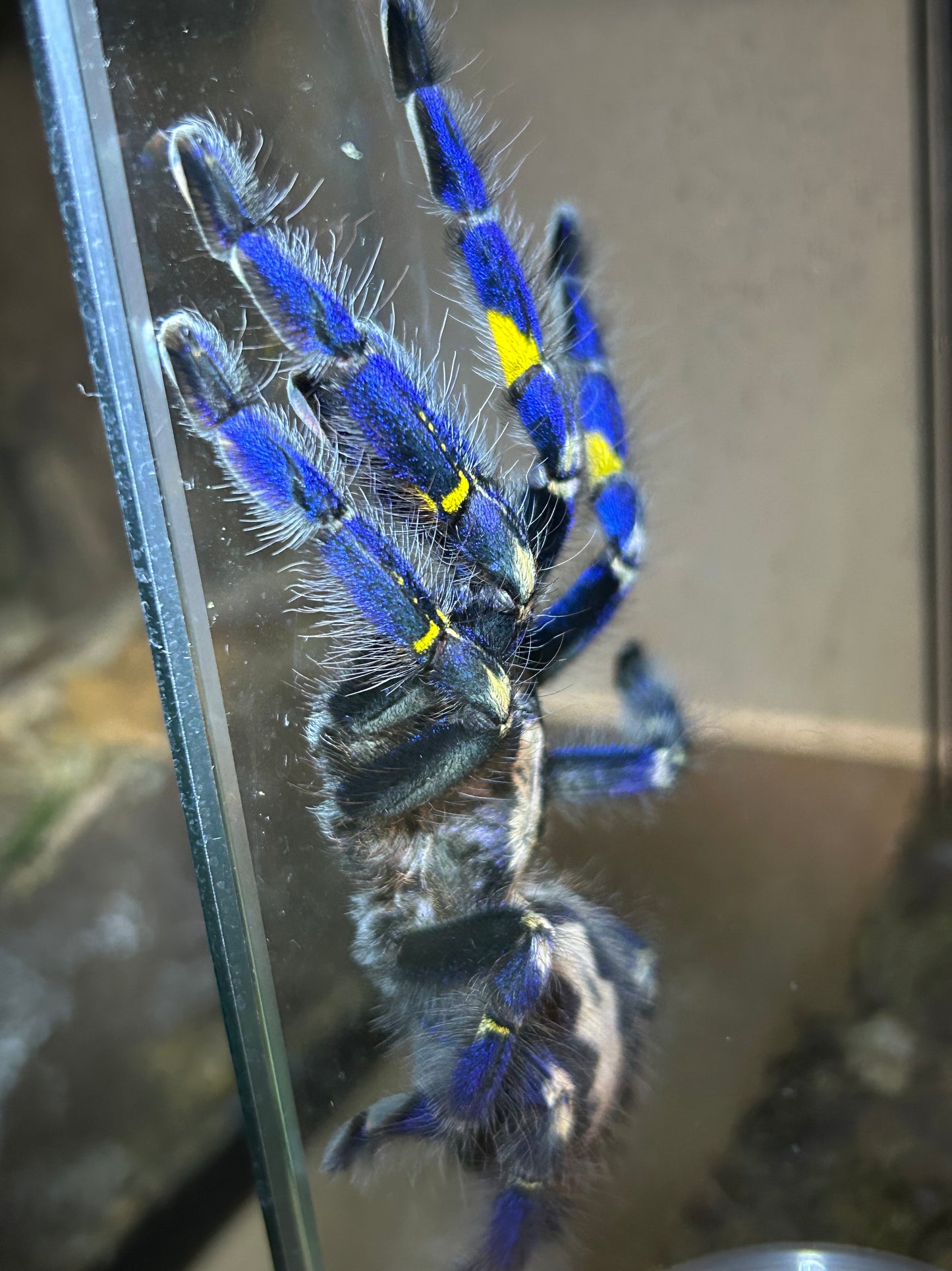 Poecilotheria Metallica (Gooty Sapphire Ornamental) 1.25"