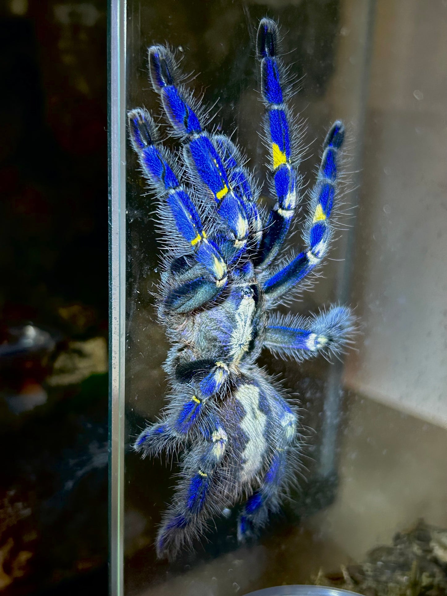 Poecilotheria Metallica (Gooty Sapphire Ornamental) 1.25"