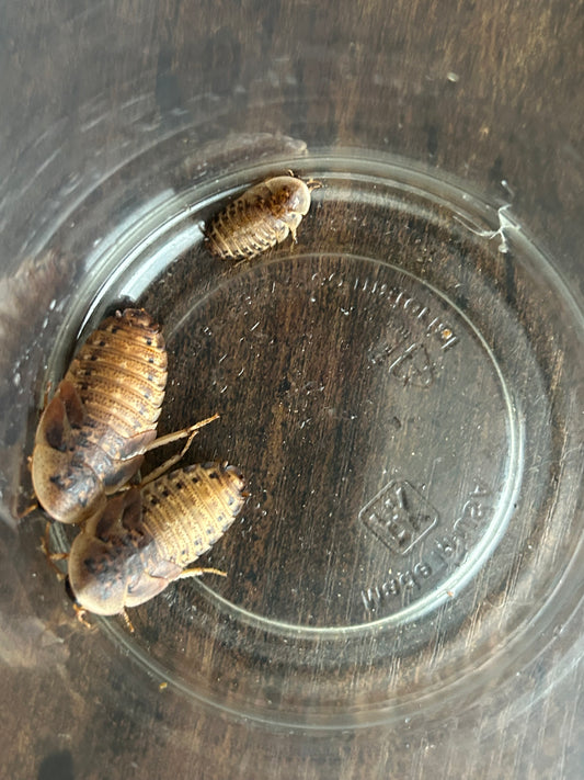 20 Nymph Dubia Roaches (1/2” - 1”) – Premium Feeder Insects