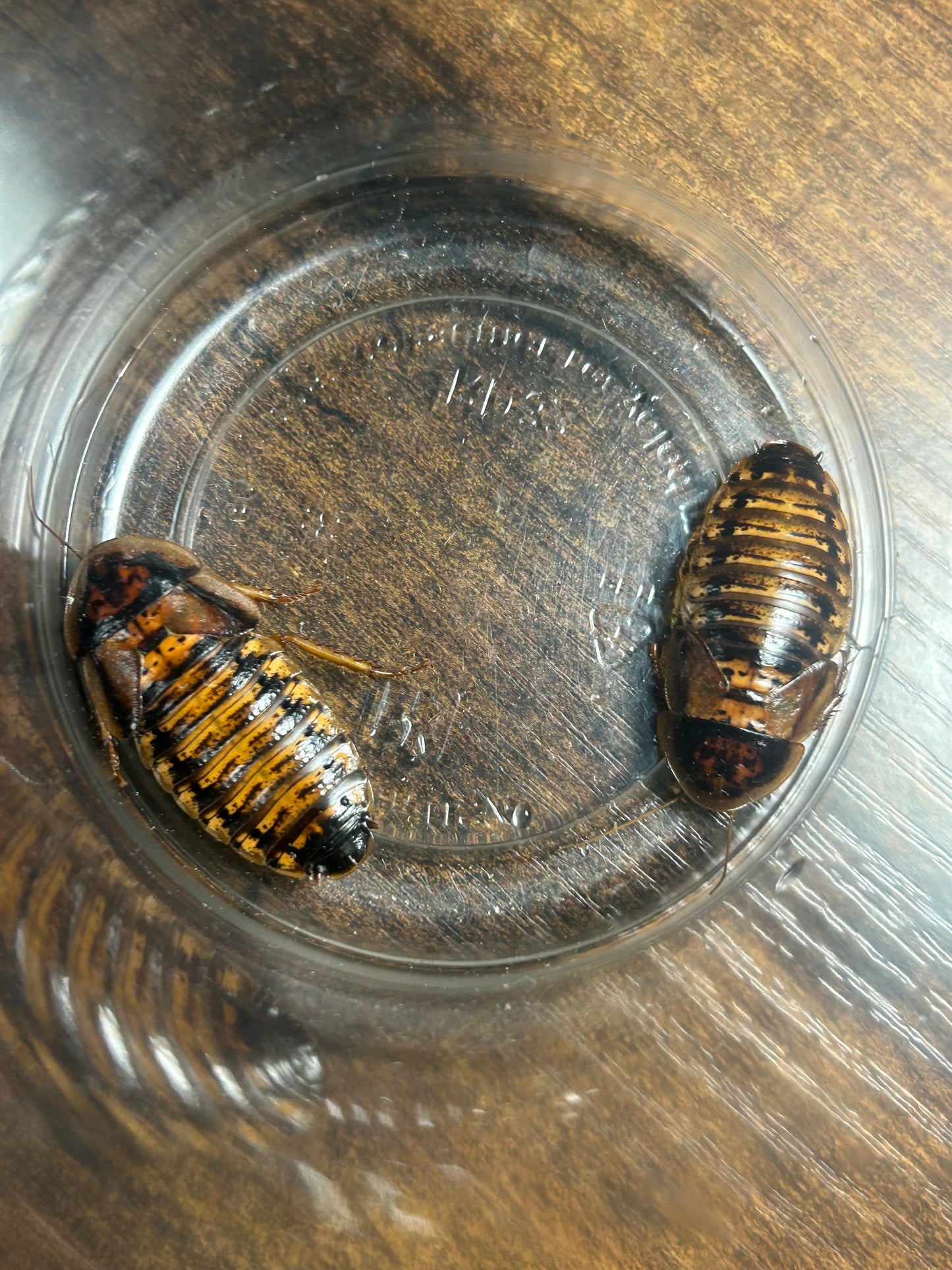 10 Adult Female Dubia Roaches (1” - 2”) – Premium Feeder Insects