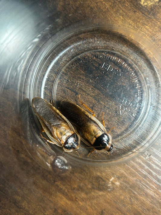 10 Adult Male Dubia Roaches (1” - 1.5”)