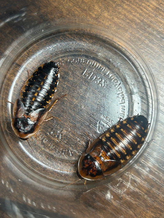 10 Adult Female Dubia Roaches (1” - 2”) – Premium Feeder Insects