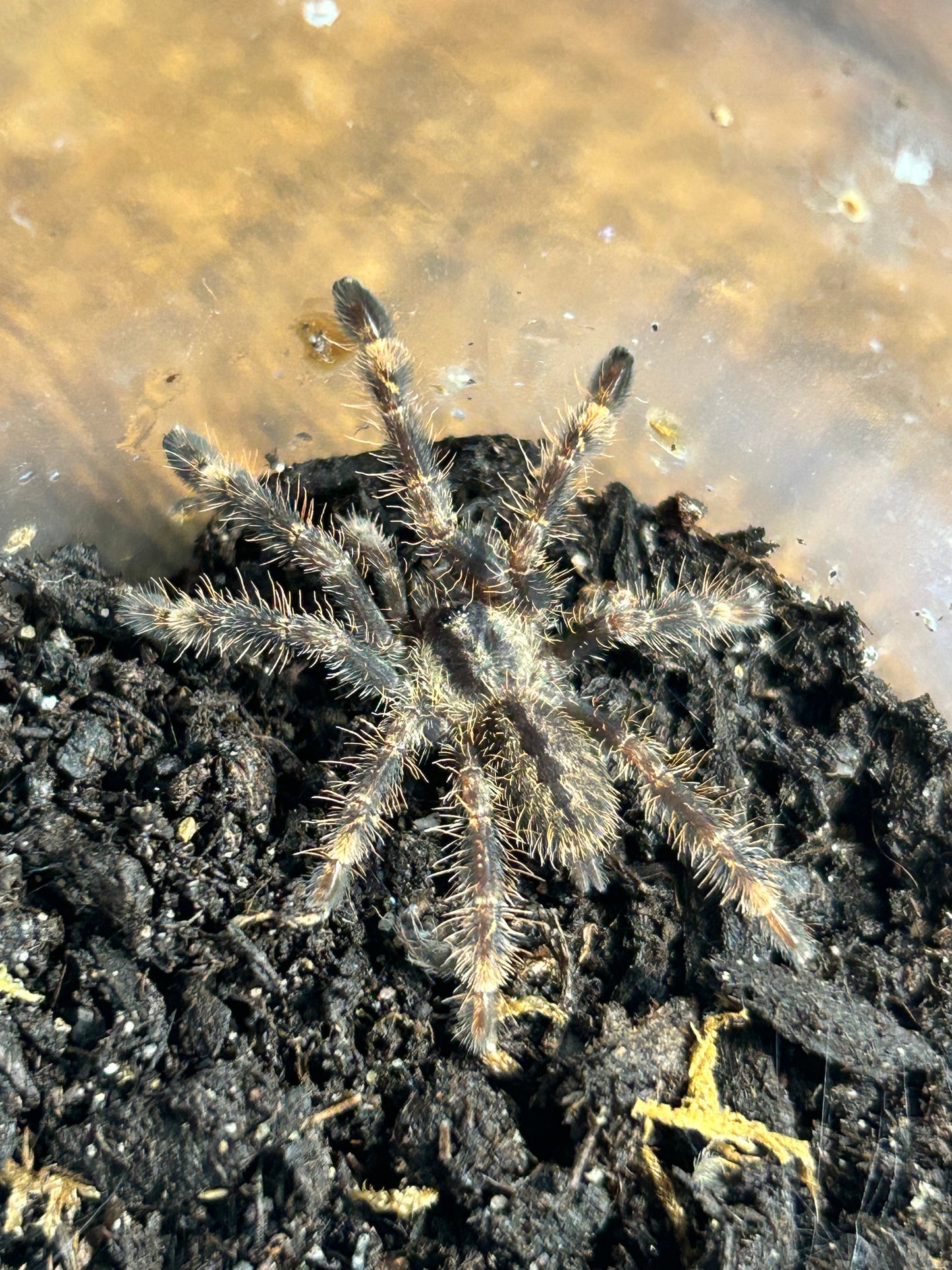 Poecilotheria Ornata (Fringed Ornamental) *Texas Only* 1"