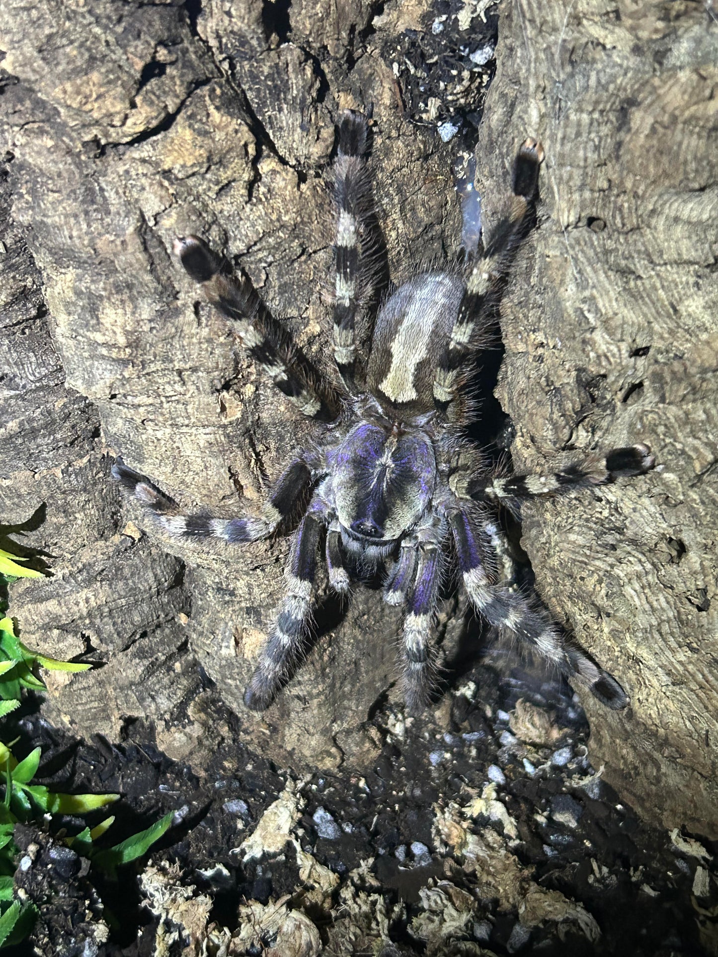Poecilotheria Formosa	(Salem Ornamental) 1.25"